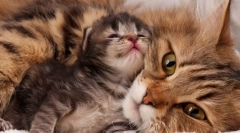 Ako zistiť, čo mačka dáva pôrod?